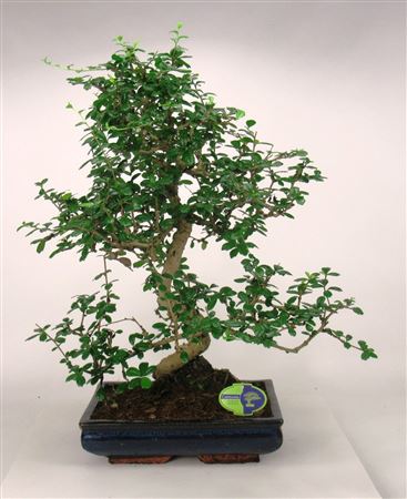 Carmona Macrophylla, S-shape, Without Drip