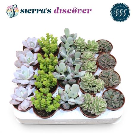 Discover® - Barcelona Succulents Mix (excl)