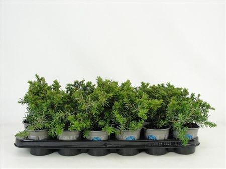 Juniperus Con Blue Pacific