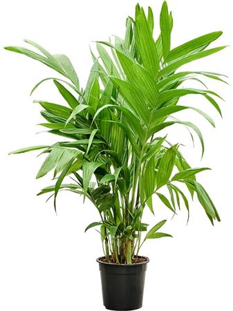 Areca Triandra