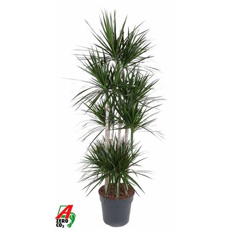 Drac Marginata 120-carrousel