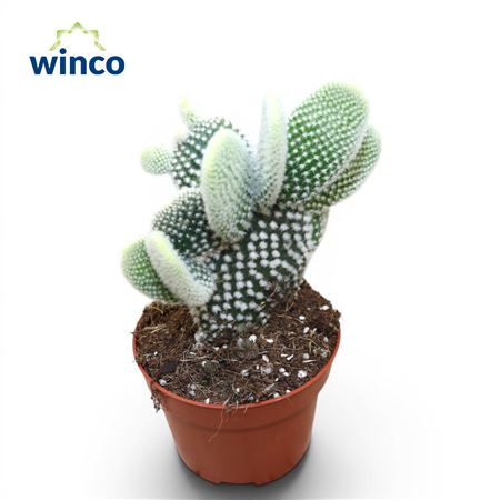 Opuntia Microdasys Albispinus