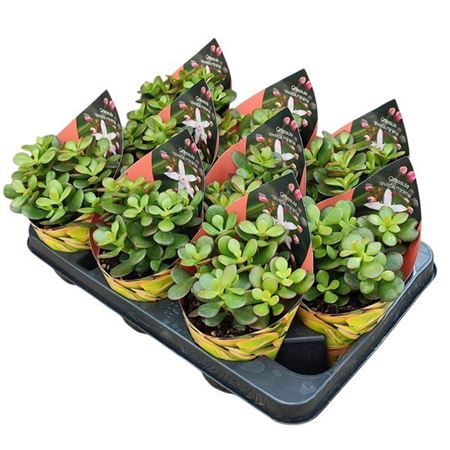 Crassula Portulacea Mini Potcover
