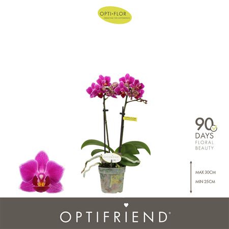 Phal 2st Fay (opti)