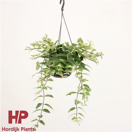 Aeschynanthus Lobbianus Variegatus Hanging Pot