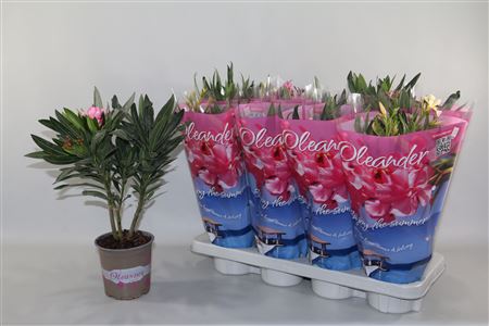 Nerium Oleander Mix 3+