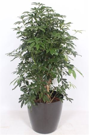 Schefflera Compacta In San Remo Antrac