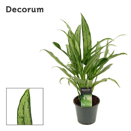 Aglaonema Cutlass (dec)