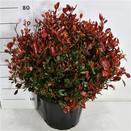 Photinia Fraseri Little Red Robin