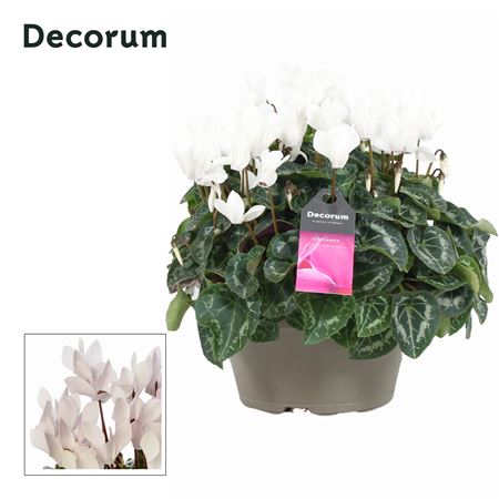 Cyclamen Garden White Bowl Ariel (decorum)
