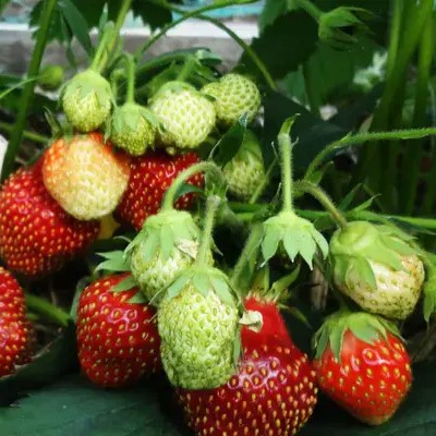 Земляника Дукат