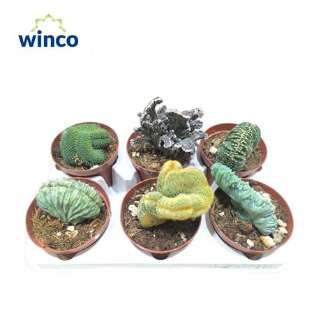 Cactus Cristata Mix (exclusive)