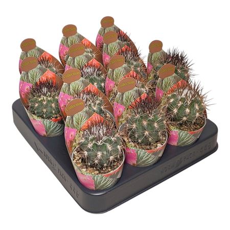 Neoporteria Echinus Floccosa Potcover