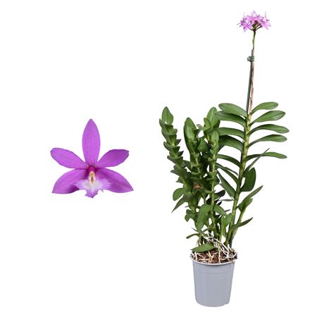 Epidendrum 1st Purple