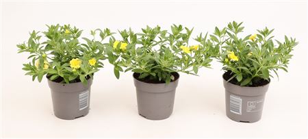 Calibrachoa Minifamous Double Yellow