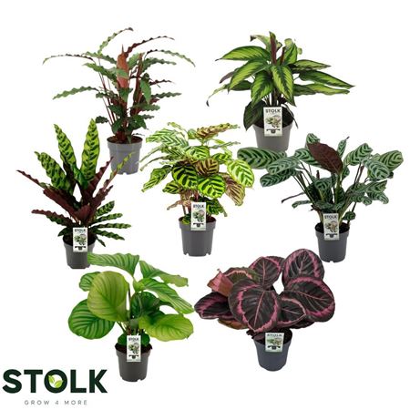 Calathea 6/8 Srt Mix