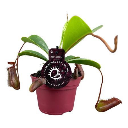 Nepenthes Lowii 12 Cm