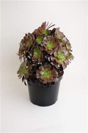 Aeonium Nigrum Tuin