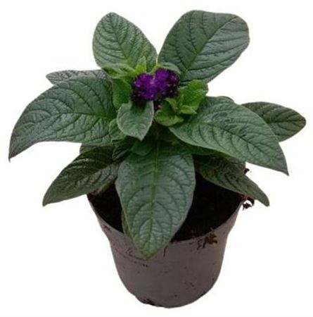 Heliotropium Scentropia Blue