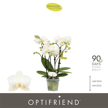 Phal 4st Optifriend Sandra (opti)