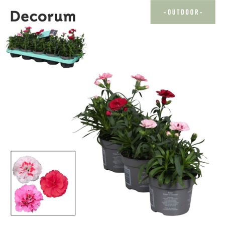 Dianthus Oscar Mix (decorum)