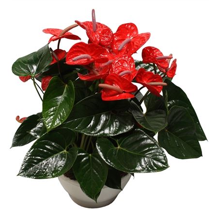 Anth An Aloha Red 12+