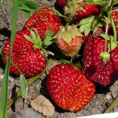 Земляника Тенира