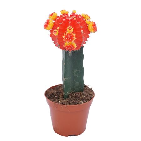 Gymnocalycium Geënt Red/yellow