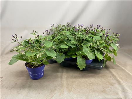 Senetti Deep Blue (pericallis Cruentus)