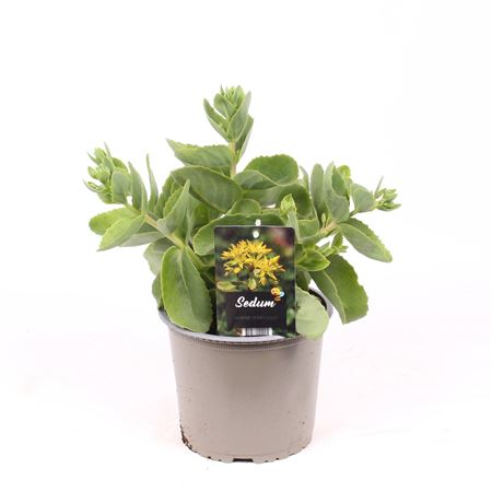 Sedum Hybride Honey Gold