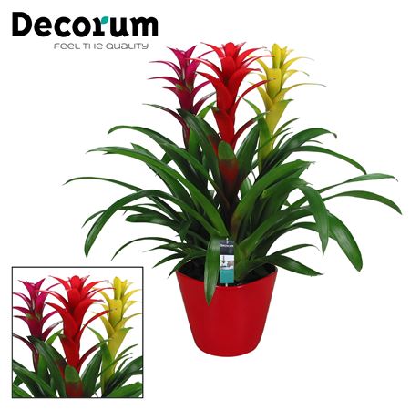 Guzmania Carnaval Forma Red (decorum)