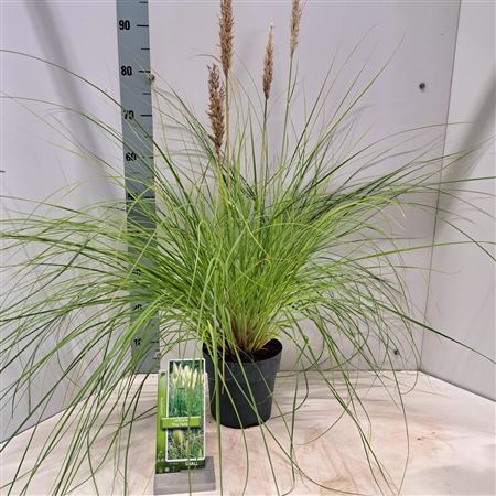 Cortaderia Sell Tiny Pampa