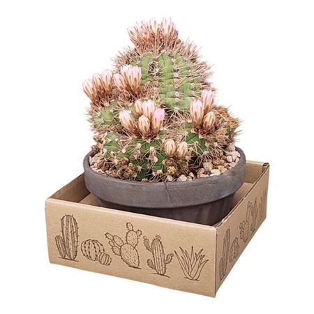 Gymnocalycium Chacoense In Terracotta Bowl