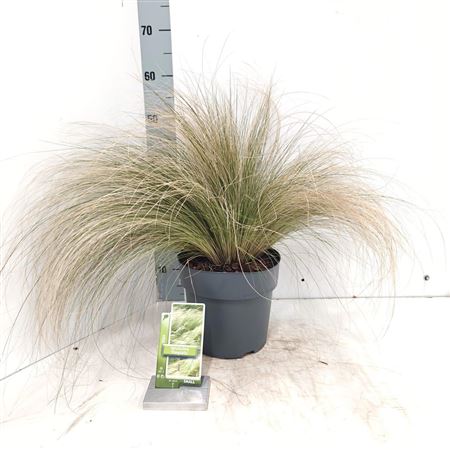 Stipa Tenuissima Ponytails