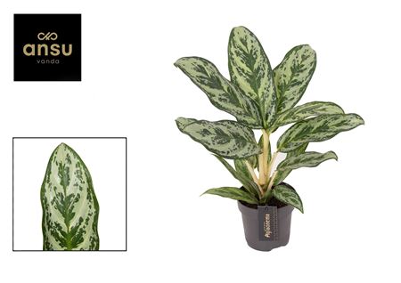 Aglaonema Laurel Green