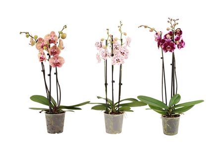 Phal 3st Rapunzel (vg)