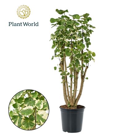 Polyscias Balfouriana Branched  (decorum)