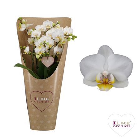 Phal 4/6st Duetto Multi French Blonde 60+ (levo)