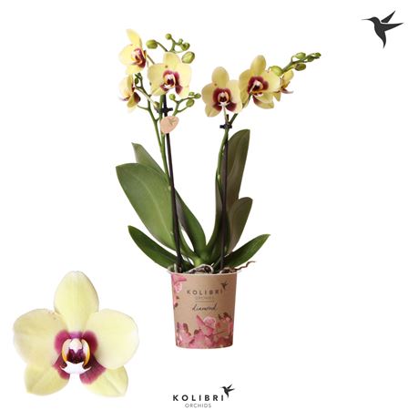 Phal 2st Uruguay 22+ (ok)