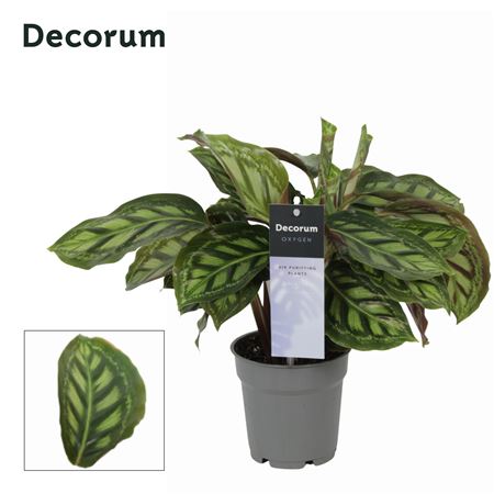 Calathea Moonlight (decorum)