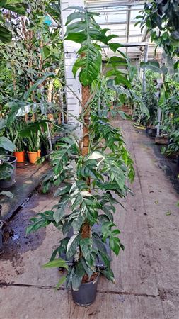Epipremnum Pin. Albo Variegata Mospole