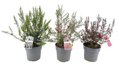 Leptospermum Scoparium