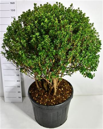 Rhododendron (aj) Rosebud