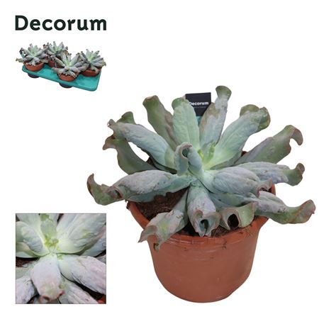 Echeveria Culebra Decorum+steker