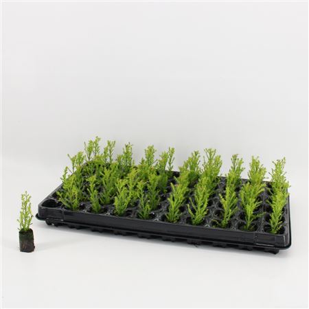 Cupressus  Goldcrest