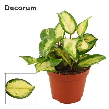 Hoya Carnosa Tricolor (decorum)