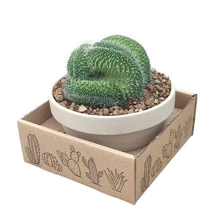 Mammillaria Spinosissima Un Pico Crested