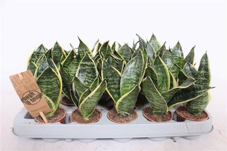 Sansevieria Golden Edge Hahni