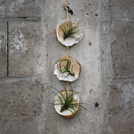 Hanger 3 Boomschijf D+ 3 Schelp + 3 Tillandsia