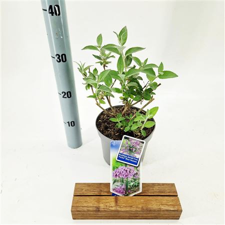 Buddleja Dav Free Petite Blue Heaven